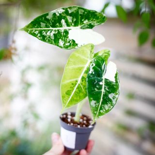 Alocasia frydek 'Variegata' NR. 3