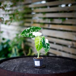 Alocasia frydek 'Variegata' NR. 3