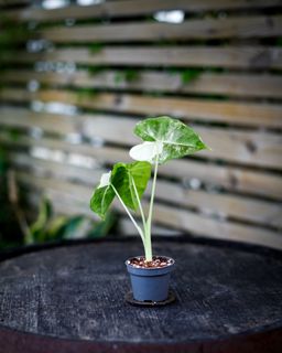 Alocasia frydek 'Variegata' NR. 3
