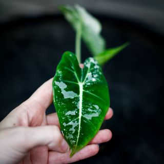 Alocasia frydek 'Variegata' NR. 4