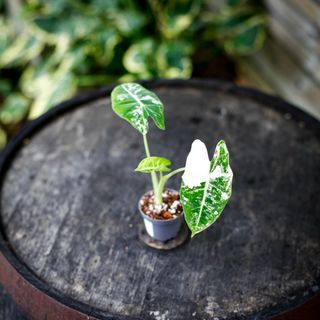 Alocasia frydek 'Variegata' NR. 4