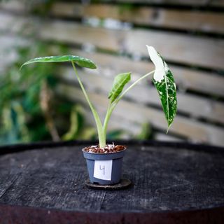 Alocasia frydek 'Variegata' NR. 4