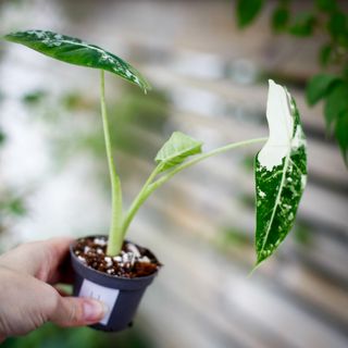 Alocasia frydek 'Variegata' NR. 4
