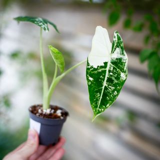 Alocasia frydek 'Variegata' NR. 4