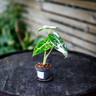 Alocasia frydek 'Variegata' NR. 5