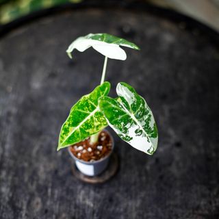 Alocasia frydek 'Variegata' NR. 5