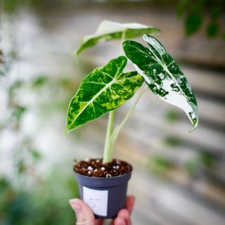 Alocasia frydek 'Variegata' NR. 5