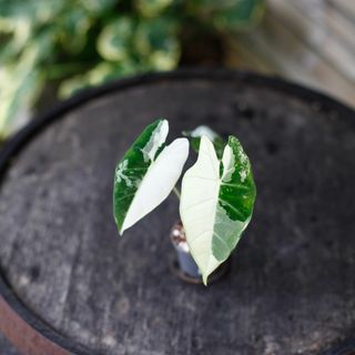 Alocasia frydek 'Variegata' NR. 6