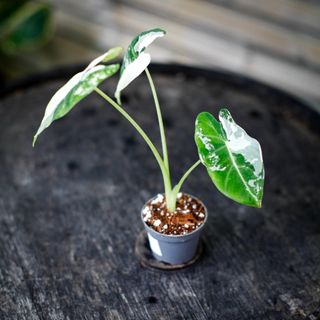 Alocasia frydek 'Variegata' NR. 6