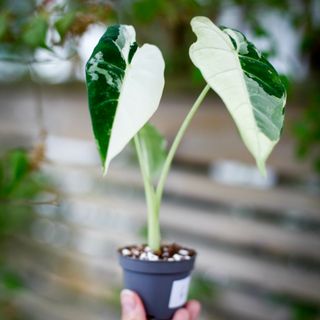 Alocasia frydek 'Variegata' NR. 6