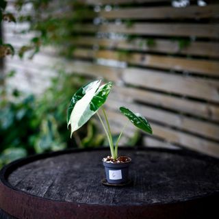 Alocasia frydek 'Variegata' NR. 6
