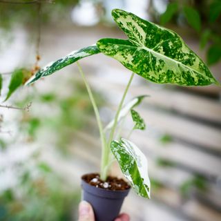 Alocasia frydek 'Variegata' NR. 7