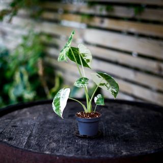 Alocasia frydek 'Variegata' NR. 7