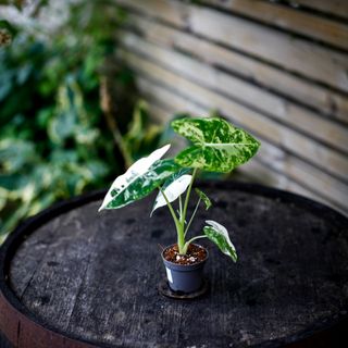 Alocasia frydek 'Variegata' NR. 7