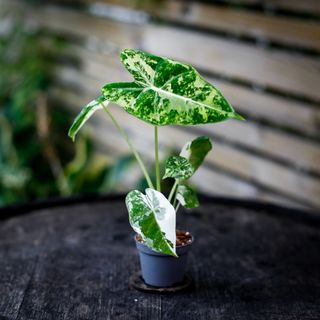 Alocasia frydek 'Variegata' NR. 7