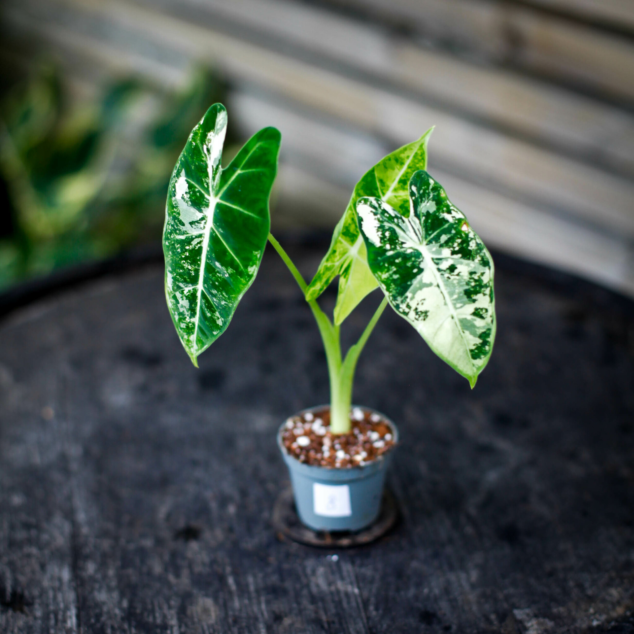 Alocasia med dekorativ bladform och tydliga nerver