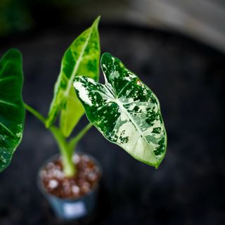 Alocasia frydek 'Variegata' NR. 8
