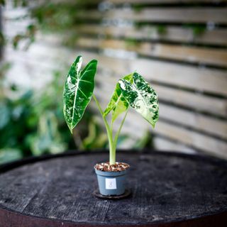 Alocasia frydek 'Variegata' NR. 8