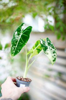 Alocasia frydek 'Variegata' NR. 8