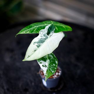 Alocasia frydek 'Variegata' NR. 9