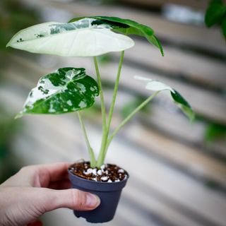 Alocasia frydek 'Variegata' NR. 9