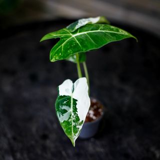 Alocasia frydek 'Variegata' NR. 9