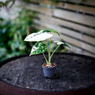 Alocasia frydek 'Variegata' NR. 9