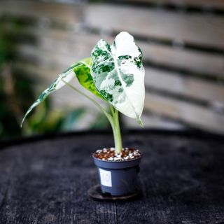 Alocasia frydek 'Variegata' NR. 10