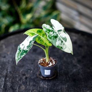 Alocasia frydek 'Variegata' NR. 10