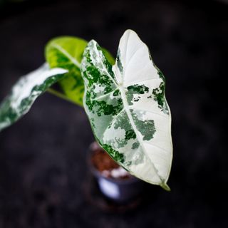 Alocasia frydek 'Variegata' NR. 10