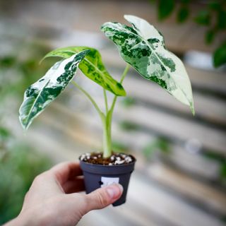Alocasia frydek 'Variegata' NR. 10