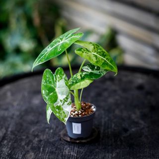 Alocasia frydek 'Variegata' NR. 11