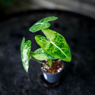 Alocasia frydek 'Variegata' NR. 11