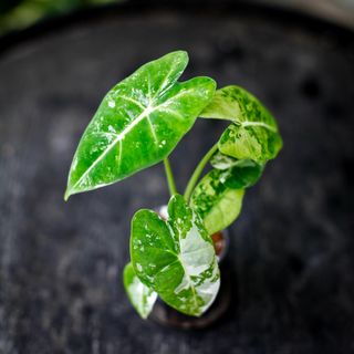 Alocasia frydek 'Variegata' NR. 11