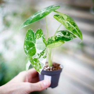 Alocasia frydek 'Variegata' NR. 11