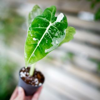 Alocasia frydek 'Variegata' NR. 12