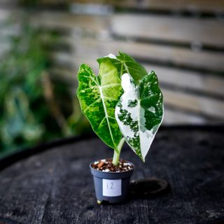 Alocasia frydek 'Variegata' NR. 12