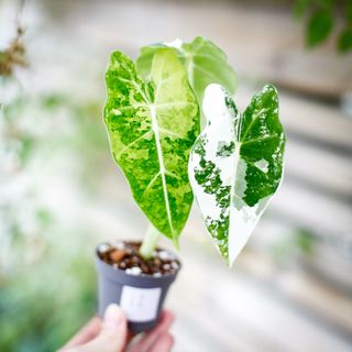 Alocasia frydek 'Variegata' NR. 12