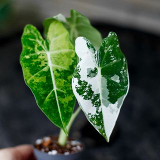 Alocasia frydek 'Variegata' NR. 12