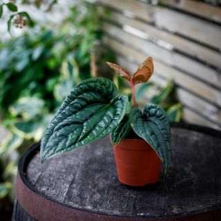 Anthurium luxurians x radicans nr.1