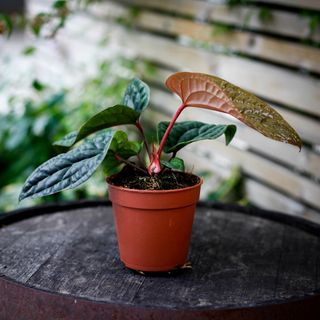 Anthurium luxurians x radicans nr.1