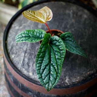 Anthurium luxurians x radicans nr.1