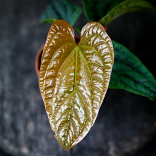 Anthurium luxurians x radicans nr.1