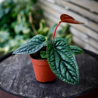 Anthurium luxurians x radicans