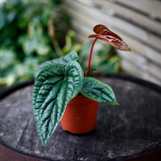 Anthurium luxurians x radicans