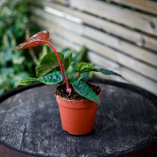 Anthurium luxurians x radicans