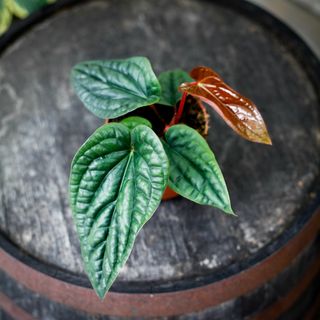 Anthurium luxurians x radicans