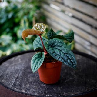 Anthurium luxurians x radicans nr.3