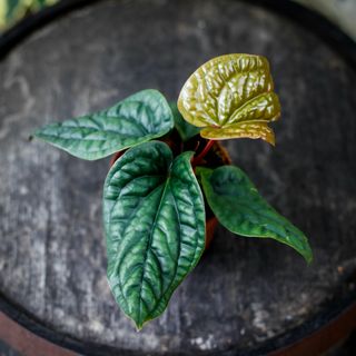 Anthurium luxurians x radicans nr.3