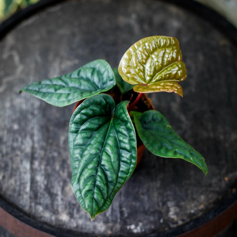 Anthurium luxurians x radicans nr.3